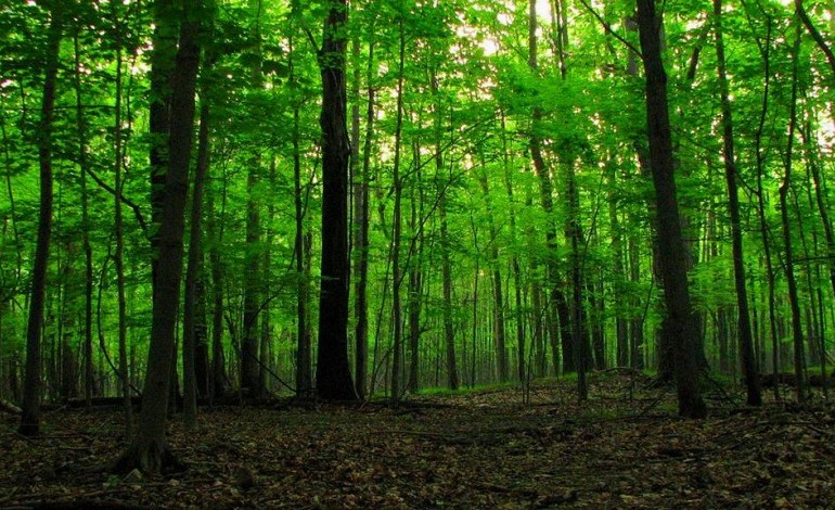 files/.tmb/orman-cesitleri.jpg