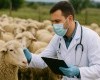 Bruceloza: Šta je potrebno znati i kako preventivno izbjeći moguću zarazu